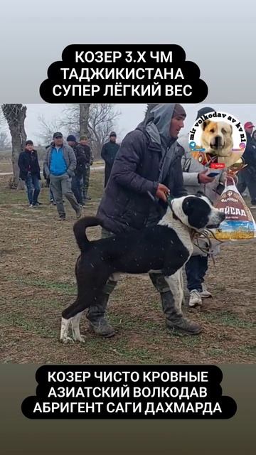 козер 3.х чемпион Таджикистана супер лёгкий вес чисто? смотреть онлайн