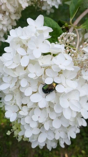 🪲ЖУК И ГОРТЕНЗИЯ💮🪟📽