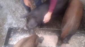 КОРМЛЕНИЕ СВИНЕЙ ОТХОДАМИ И ШИКАРНЫЙ ВЕС КАБАНЧИКА В 5