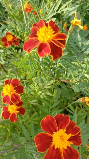 Красные бархатцы! #shortsvideo #shorts #сад #дача #цветы #бархатц смотреть онлайн