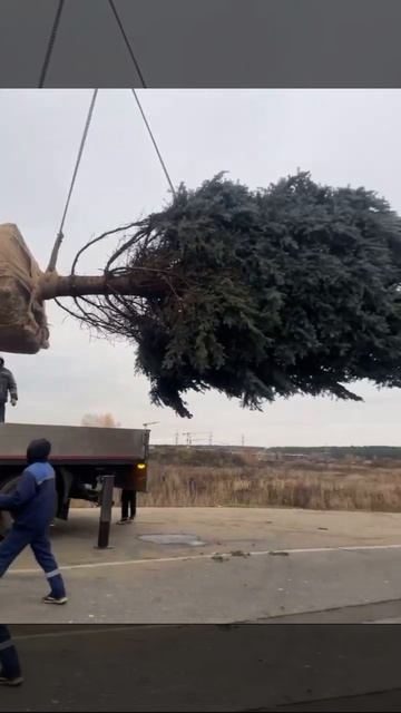 Посадка голубой ели 12 метров (питомник Elite Forest) смотреть онлайн