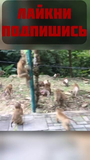 Про Гранаты #arenabreakoutinfinite #аренабрекаутновыйгод #arenabreako смотреть онлайн