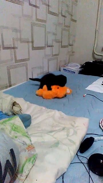 ЧТО ДЕЛАЕТ ФЕНЯ смотреть онлайн