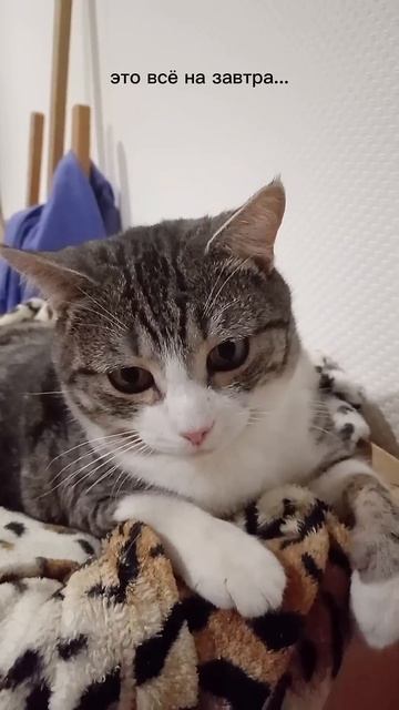 Самый жуткий день перед Новым годом... #шутка #кот #юмор смотреть онлайн