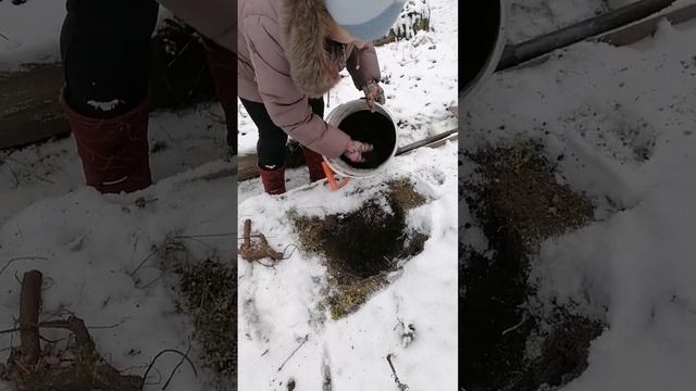 Поздняя посадка пионов. смотреть онлайн