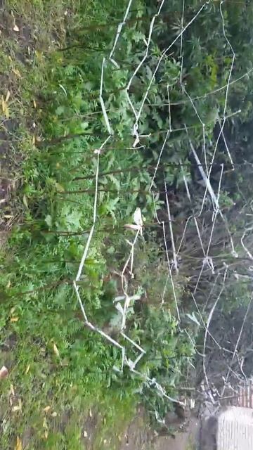 Живой почти забор) смотреть онлайн