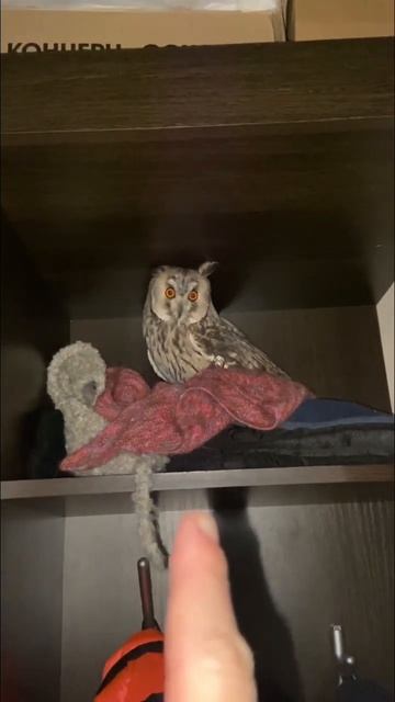 Город засыпает, просыпается курица-гриль… #owl #сова смотреть онлайн