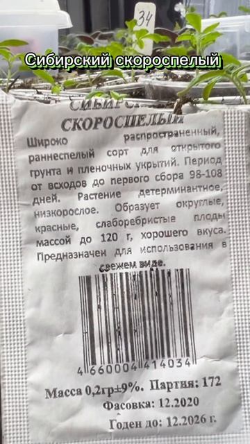 Ранние томаты для высадки в 5л. бутылки #тепличныйбизн? смотреть онлайн