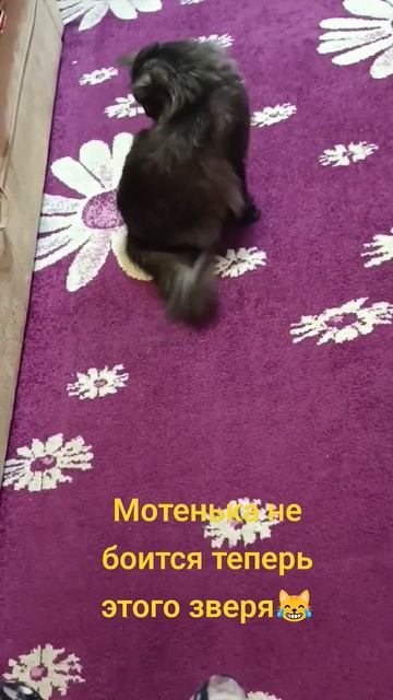 Пылесос преследует пушистую "Бестию" 😹😹😹 #shorts #коти? смотреть онлайн