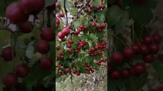 Боярышник смотреть онлайн