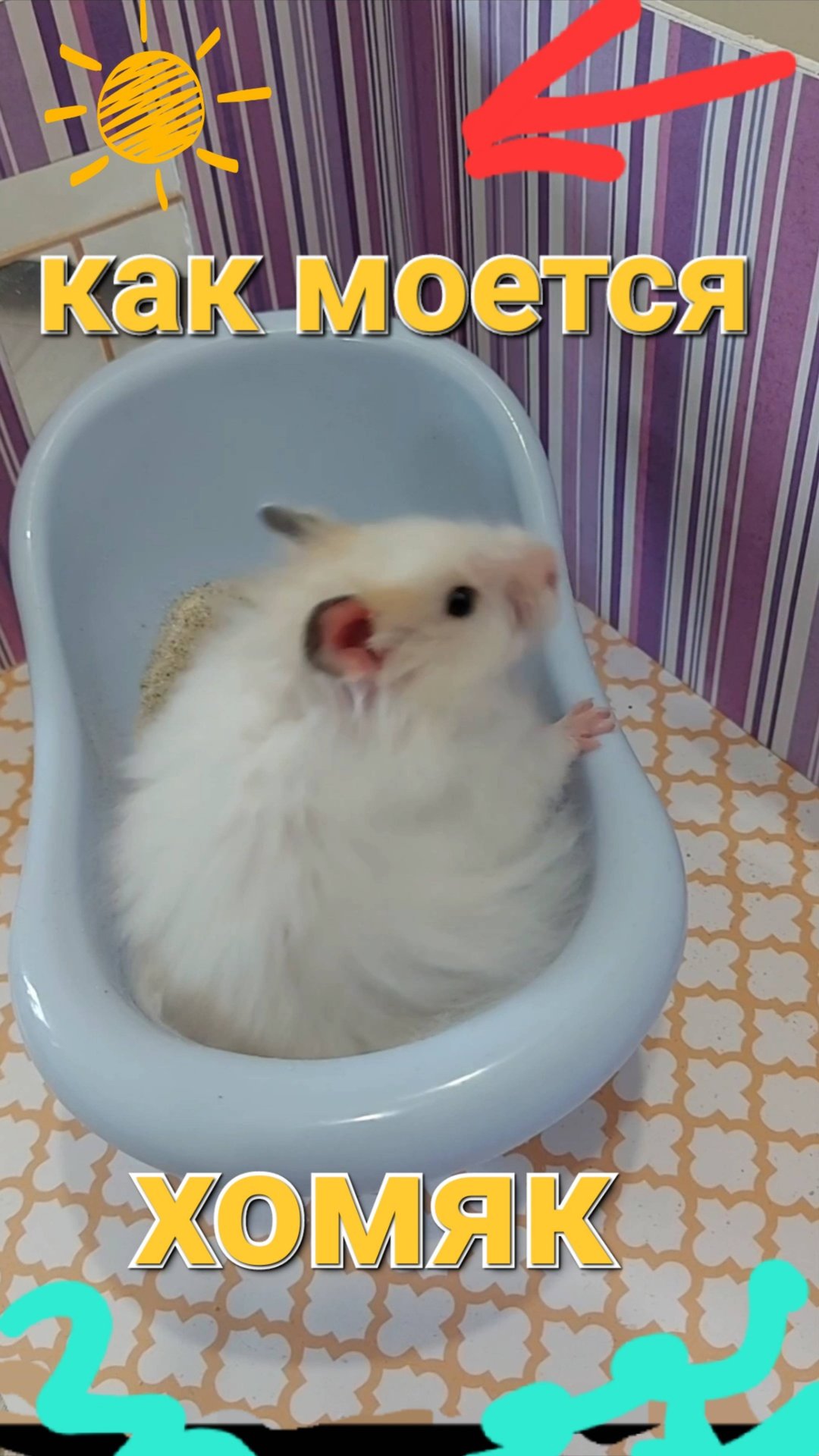Как моется хомяк смотреть онлайн
