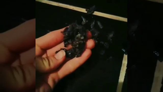 Стиральный биопорошок Greenly от Фаберлик творит чудеса! смотреть онлайн