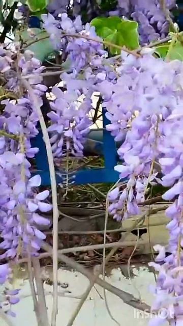 Глициния/ Апрель в Сочи#сочинцы #природасочи #веснавсо смотреть онлайн