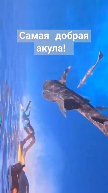 КИТОВАЯ АКУЛА в Шарм-эль-Шейхе #travel #sharmelsheikh #egypt #beach #shark смотреть онлайн