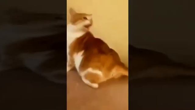 Смешные котики / смешные собачки 😍 смотреть онлайн