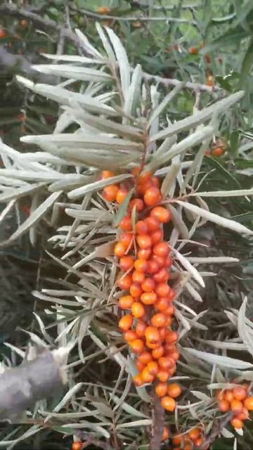 #shorts #облепиха смотреть онлайн