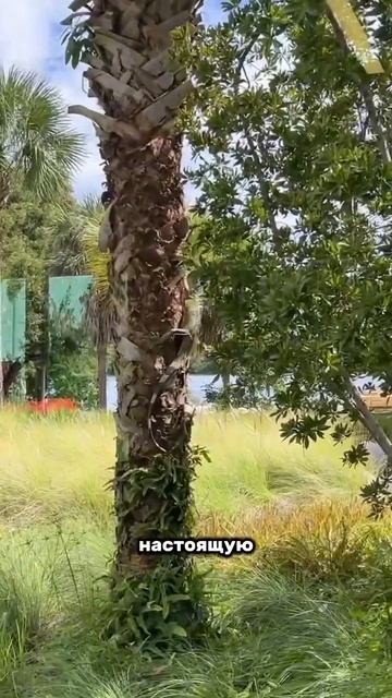 Как не набрать лишний вес в Америке смотреть онлайн