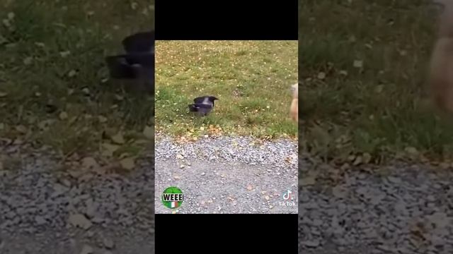 Тик Ток Приколы | Самые Смешные Видео За Все Время | Юмор Для Поднятия Настроения смотреть онлайн