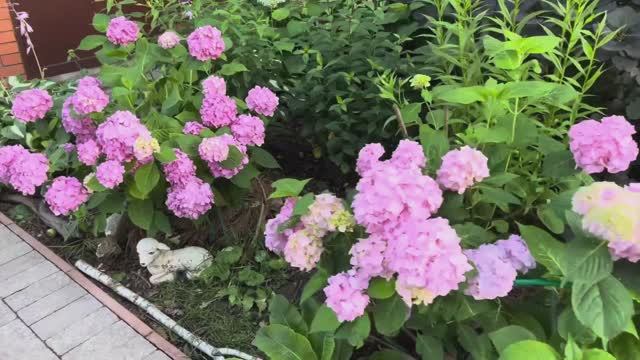 🔥 ВЕСЕННЕЕ ЧЕРЕНКОВАНИЕ ГОРТЕНЗИЙ: 100% укоренение с моим секретным методом! смотреть онлайн