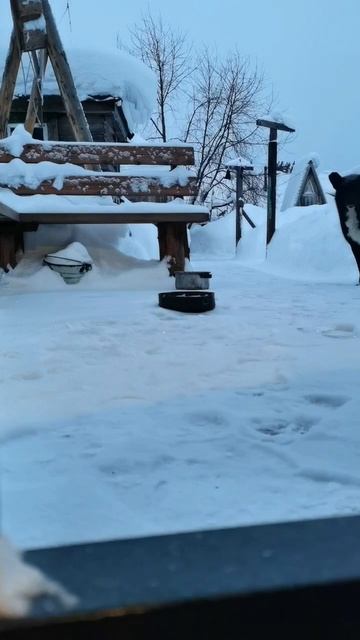 Утро в деревне, кормлю собак ❤️ #жизньвдеревне #брать? смотреть онлайн