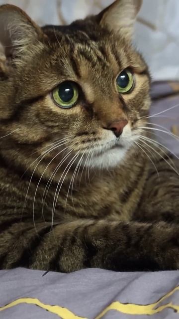 Магнитики на холодильник 🙀🤔😉🤣#cat #юмор #приколы #ци смотреть онлайн