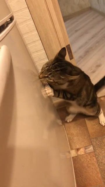 Кот и холодильник смотреть онлайн