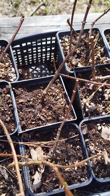 Обзор саженцев метельчатых гортензий смотреть онлайн