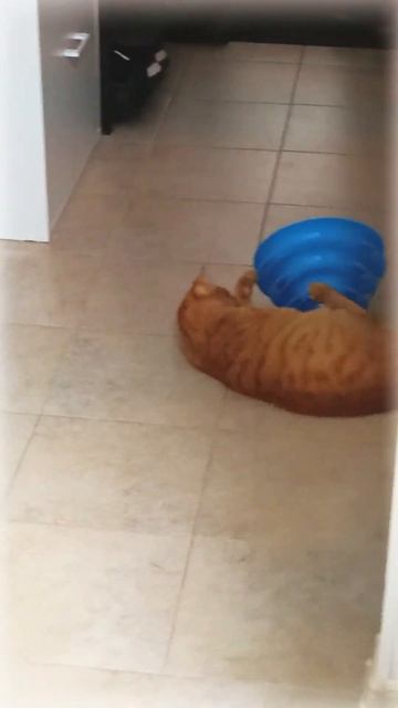 Разрушитель Пирамидок. Серия 1. Кот Феня и Феникс смотреть онлайн