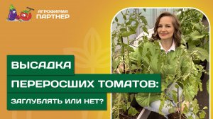 ЧТО ДЕЛАТЬ С ПЕРЕРОСШЕЙ РАССАДОЙ ТОМАТОВ: как правильно высаживать и как помочь адаптироваться
