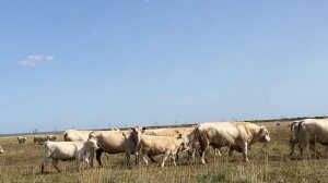 Аулиекольская порода - секреты аулиекольской породы К