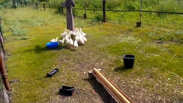 Прикол. Гуси и тревога смотреть онлайн