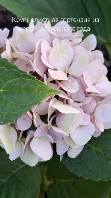Крупнолистная гортензия из черенка прошлого года. #hydra смотреть онлайн