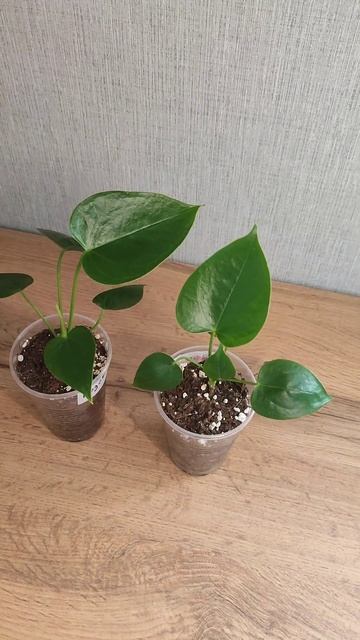 Антуриум Розовый смотреть онлайн