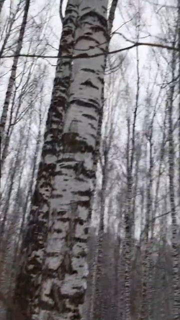 Берёзовая роща в тайге #тайгарядом #сибирь #берёзоваяр смотреть онлайн