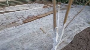 Как сформировать молодой саженец сливы в форме чаши