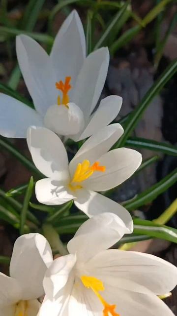 Весна 2025. Дочекалися. #весна #краса #садгород #дача #рос? смотреть онлайн