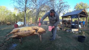 СПЕЦИАЛИСТ в ДЕЛЕ! СПОКОЙНАЯ ЖИЗНЬ в ГЛУХОЙ , ВЫМИРАЮЩЕЙ БЕЛОРУССКОЙ ДЕРЕВНЕ в ЛЕСУ. №343
