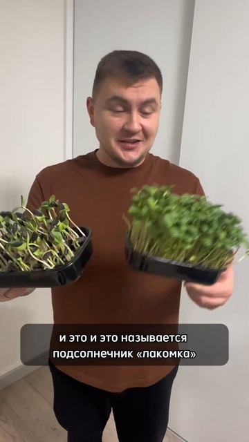 Семена на #микрозелень с РЫНКА! ЭКСПЕРИМЕНТ смотреть онлайн