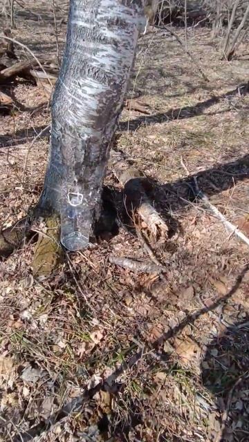 Берёзовый сок😎 смотреть онлайн