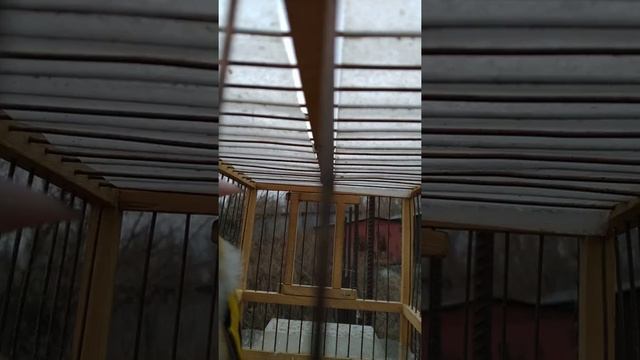 щегол манный, пойман в январе этого года смотреть онлайн