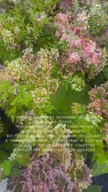 #питомникрастений #сад #питомниксавватеевых #дача #лан