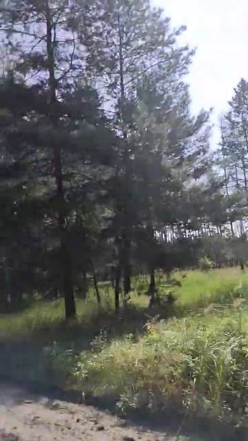 #лето2023#лес#сосны#воздух#свежийвоздух#жизньпрекрасна# смотреть онлайн