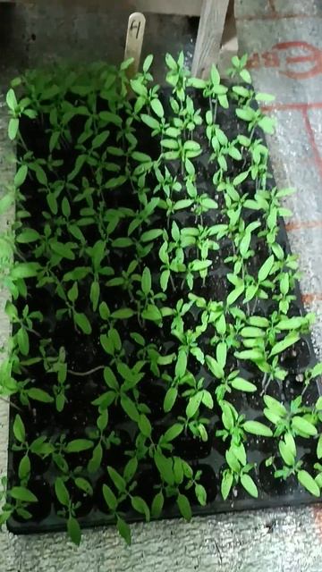 Пересадка прошла успешно...