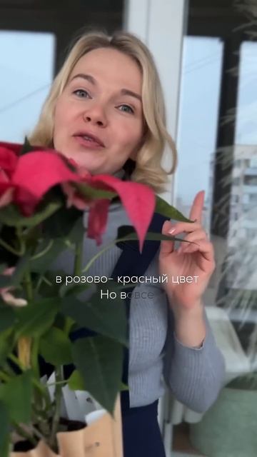 Рождественский цветок красного цвета! #рождество #цве?