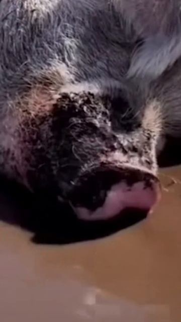 Мясорубка #shorts смотреть онлайн