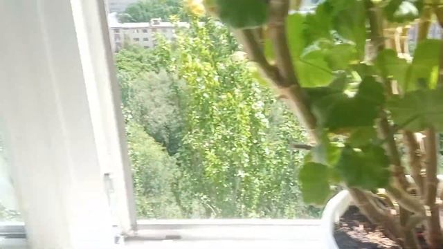 не про магию: почему у герани желтеют листья? герань ну смотреть онлайн