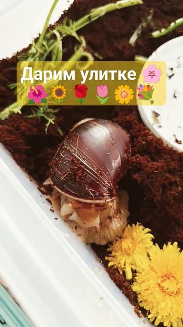 как думаете, будет улитка Ахатин есть одуванчики??! 😱#? смотреть онлайн