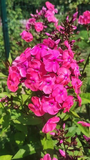 Флоксы #дача #красота #сад #огород #цветы смотреть онлайн