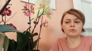 Мой опыт выращивания орхидей в пустых вазах