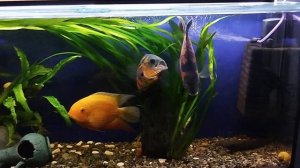 Поведение Астронотуса. Совместимость аквариумных рыб